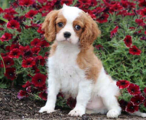 Prince Cavalier