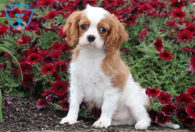 Prince Cavalier image
