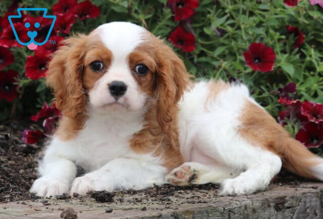 Prince Cavalier2 image