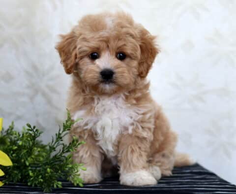 Havapoo puppy with curly apricot and white fur sitting on a striped surface beside a sunflower and greenery, looking at the camera.