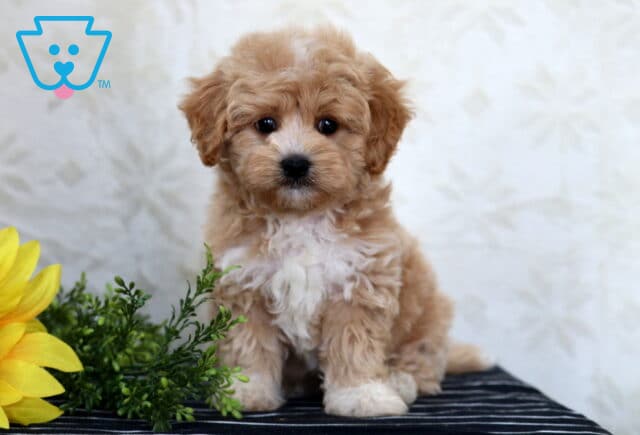 Havapoo puppy with curly apricot and white fur sitting on a striped surface beside a sunflower and greenery, looking at the camera. image