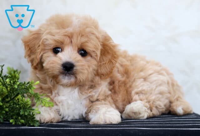 Adorable Havapoo puppy with apricot and white curly fur lying on a striped surface beside a sunflower and greenery, looking up with bright eyes. image