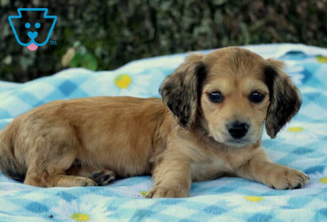 Prince Mini Dachshund image