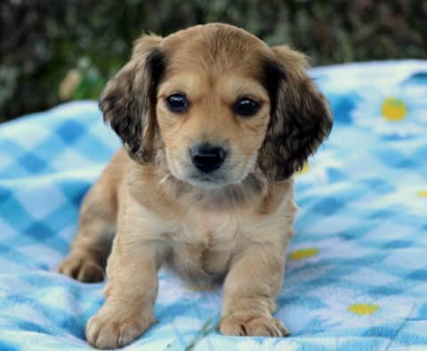 Prince Mini Dachshund2