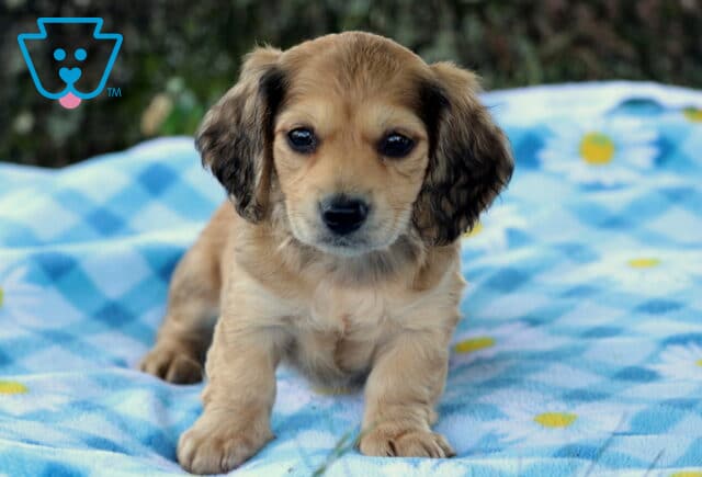 Prince Mini Dachshund2 image
