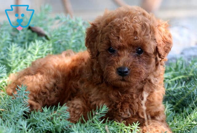 Pugs Mini Poodle image