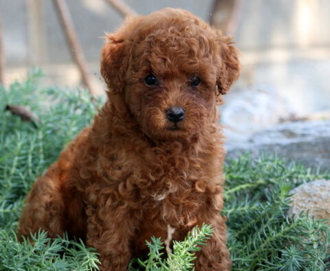 Pugs Mini Poodle2