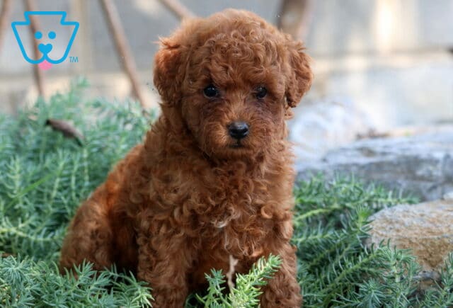 Pugs Mini Poodle2 image