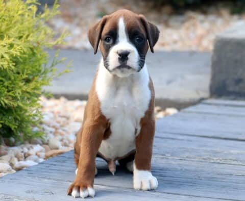 Pumpkin Boxer