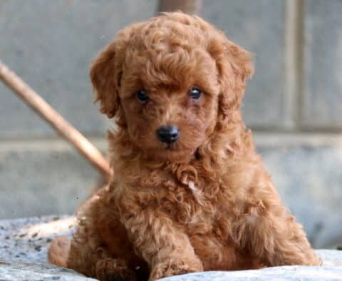 Puppers Mini Poodle