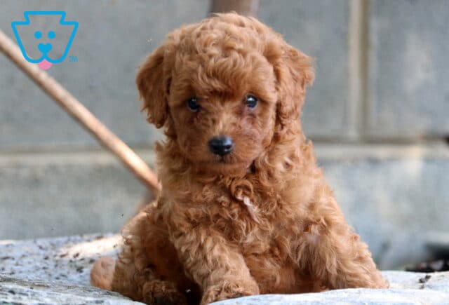 Puppers Mini Poodle image