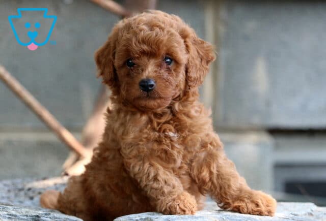 Puppers Mini Poodle2 image