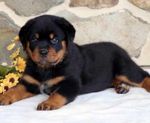 Purdy Rottie