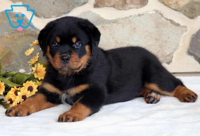 Purdy Rottie image