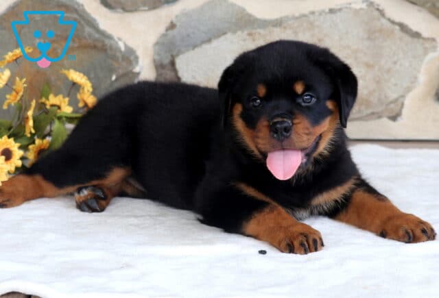 Purdy Rottie2 image