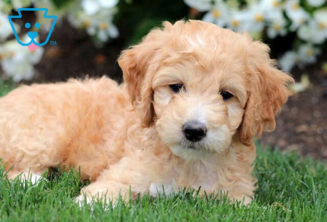 Cream-colored Mini Labradoodle puppy with a white snout and paws, lying in green grass with white flowers blooming in the background. image