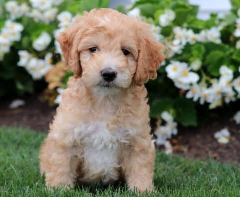 Fluffy cream-colored Mini Labradoodle puppy with a white chest sitting on green grass in front of blooming white flowers.