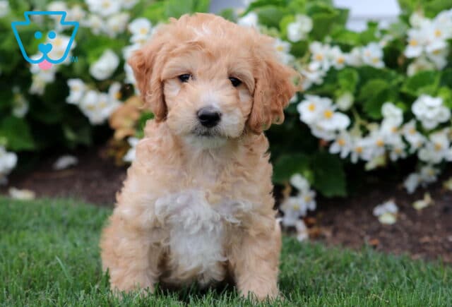 Fluffy cream-colored Mini Labradoodle puppy with a white chest sitting on green grass in front of blooming white flowers. image