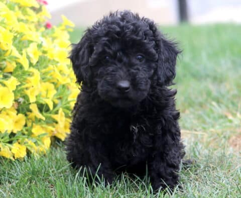 Reece Poodle Mix