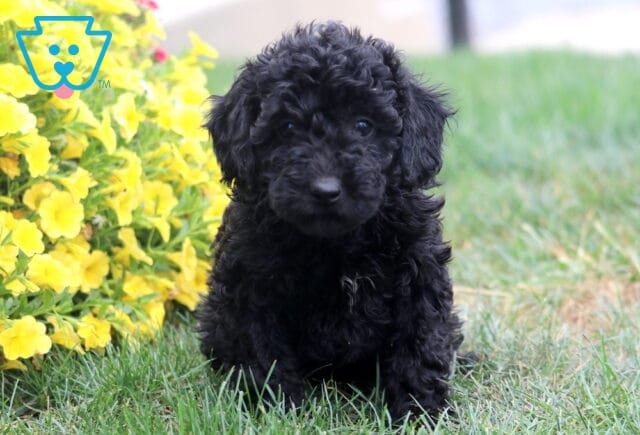Reece Poodle Mix image