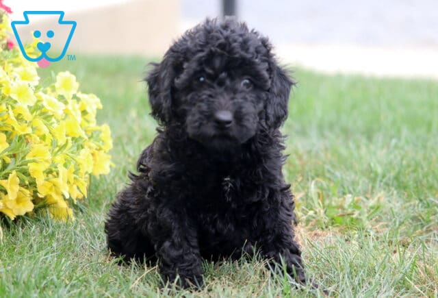 Reece Poodle Mix2 image