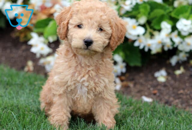 Adorable light apricot Mini Labradoodle puppy with soft curls sitting in the grass near blooming white flowers. image
