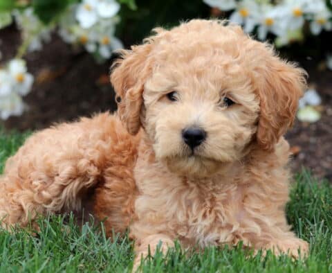 Fluffy Mini Labradoodle puppy with a soft curly coat laying on the grass in front of blooming white flowers.