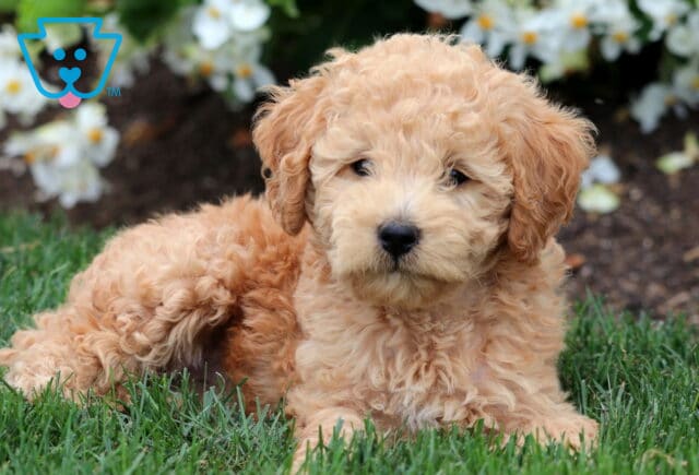 Fluffy Mini Labradoodle puppy with a soft curly coat laying on the grass in front of blooming white flowers. image