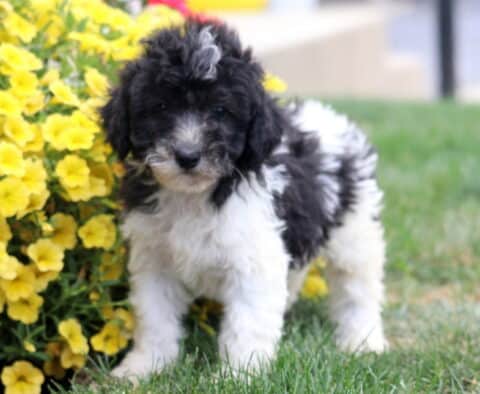 Reggie Poodle Mix