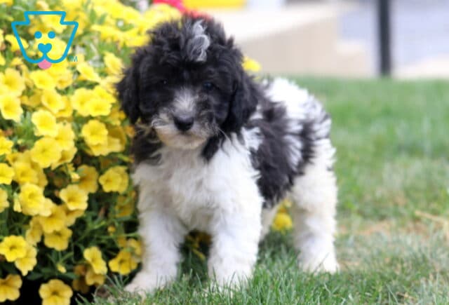 Reggie Poodle Mix image