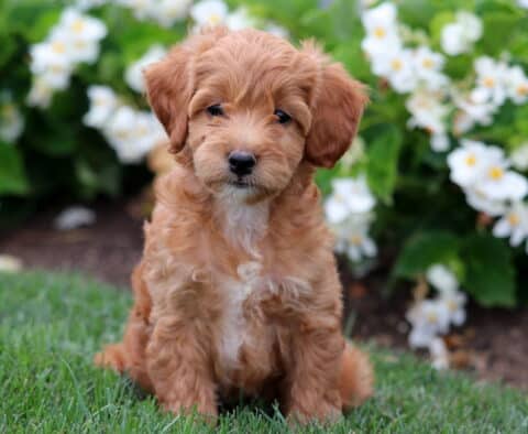 Mini Labradoodle puppy with soft apricot curls and a white chest, sitting sweetly on the grass with blooming white flowers in the background.