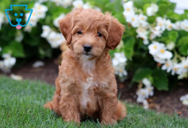 Mini Labradoodle puppy with soft apricot curls and a white chest, sitting sweetly on the grass with blooming white flowers in the background. image