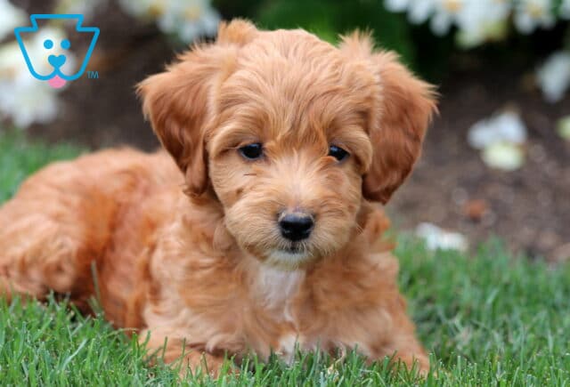 Mini Labradoodle puppy with soft apricot-colored fur and a white patch on its chest, lying calmly in the grass near white blooming flowers. image