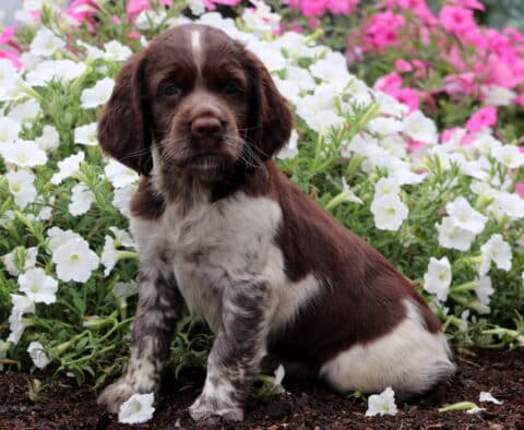 Rey English Spaniel