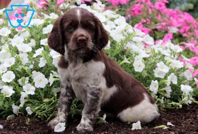 Rey English Spaniel image