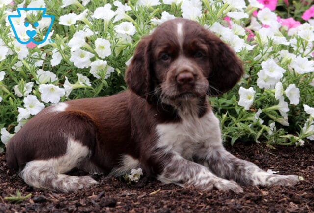Rey English Spaniel2 image