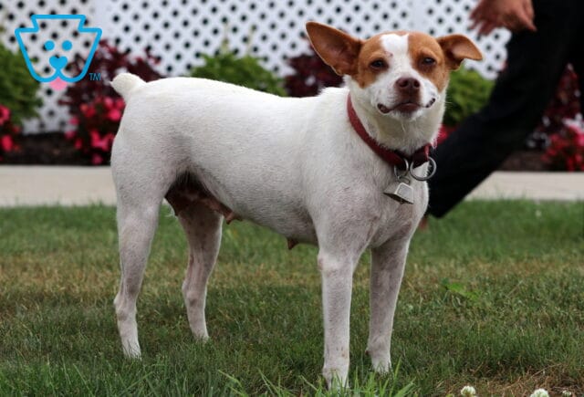 Riley Jack Russell John Blank image