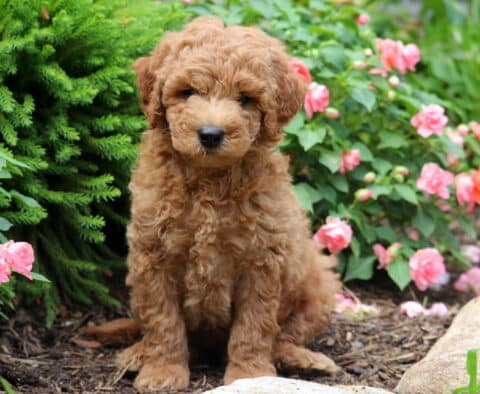 River Mini Goldendoodle