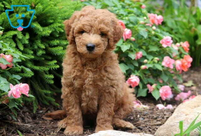 River Mini Goldendoodle image