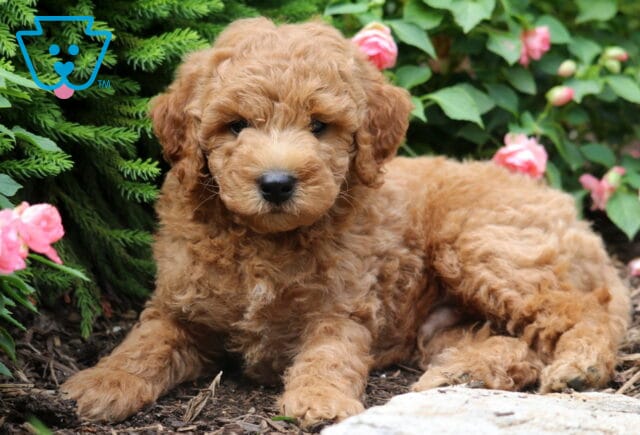 River Mini Goldendoodle2 image