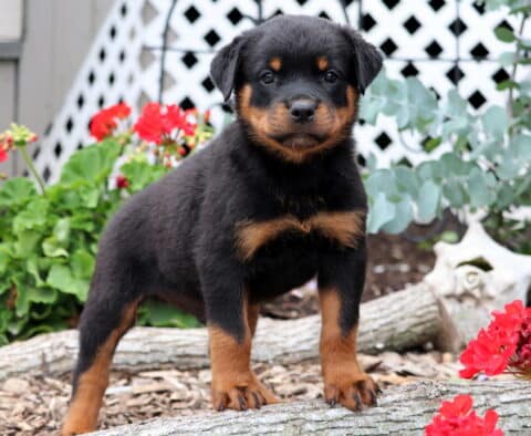 Roc Rottie