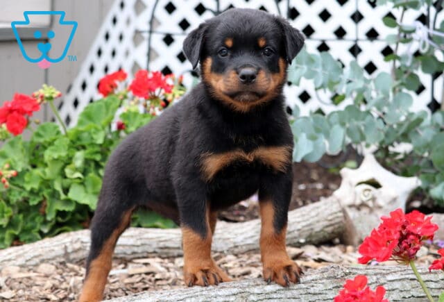 Bold Rottweiler puppy with a shiny black and tan coat standing tall on a log among red flowers and garden greenery, staring confidently at the camera. image