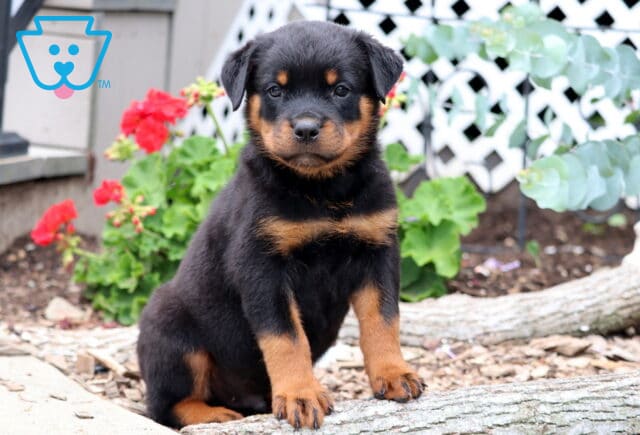 Calm and sturdy Rottweiler puppy with a deep black coat and tan markings sitting upright on a log, surrounded by red flowers and lush green plants in a garden. image