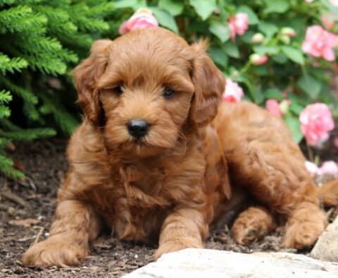 Rocky Mini Goldendoodle