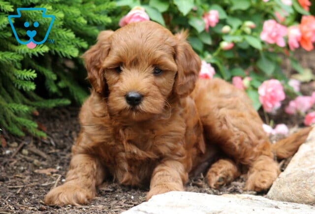 Rocky Mini Goldendoodle image
