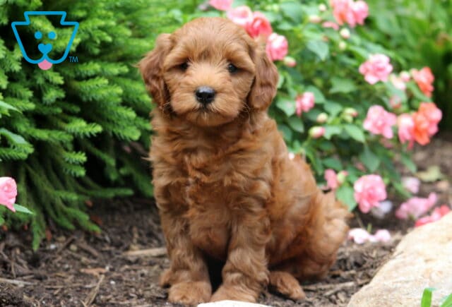 Rocky Mini Goldendoodle2 image