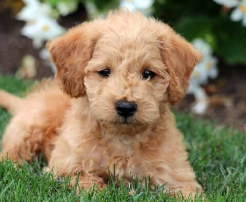Fluffy Mini Labradoodle puppy with a soft apricot coat lying on lush green grass near blooming white flowers.