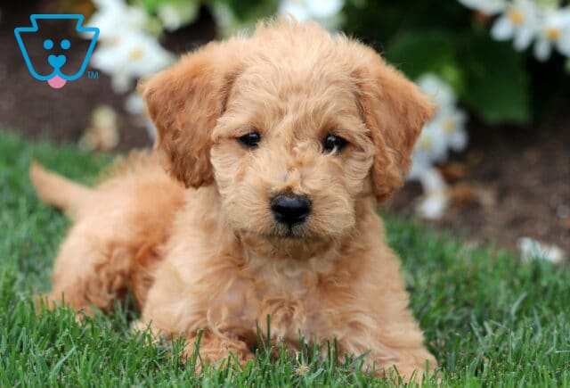 Fluffy Mini Labradoodle puppy with a soft apricot coat lying on lush green grass near blooming white flowers. image