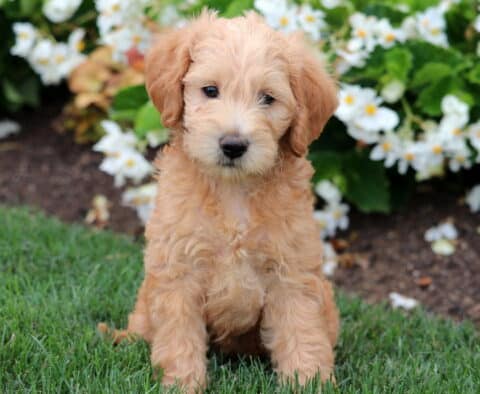 Fluffy Mini Labradoodle puppy with a soft apricot coat sitting on green grass, looking sweetly at the camera with blooming white flowers behind.
