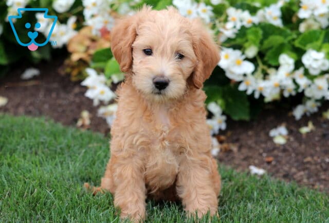 Fluffy Mini Labradoodle puppy with a soft apricot coat sitting on green grass, looking sweetly at the camera with blooming white flowers behind. image